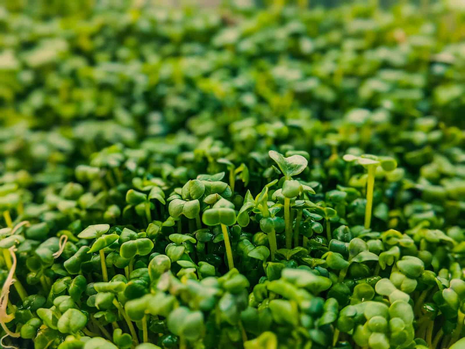 fresh cress growing in garden