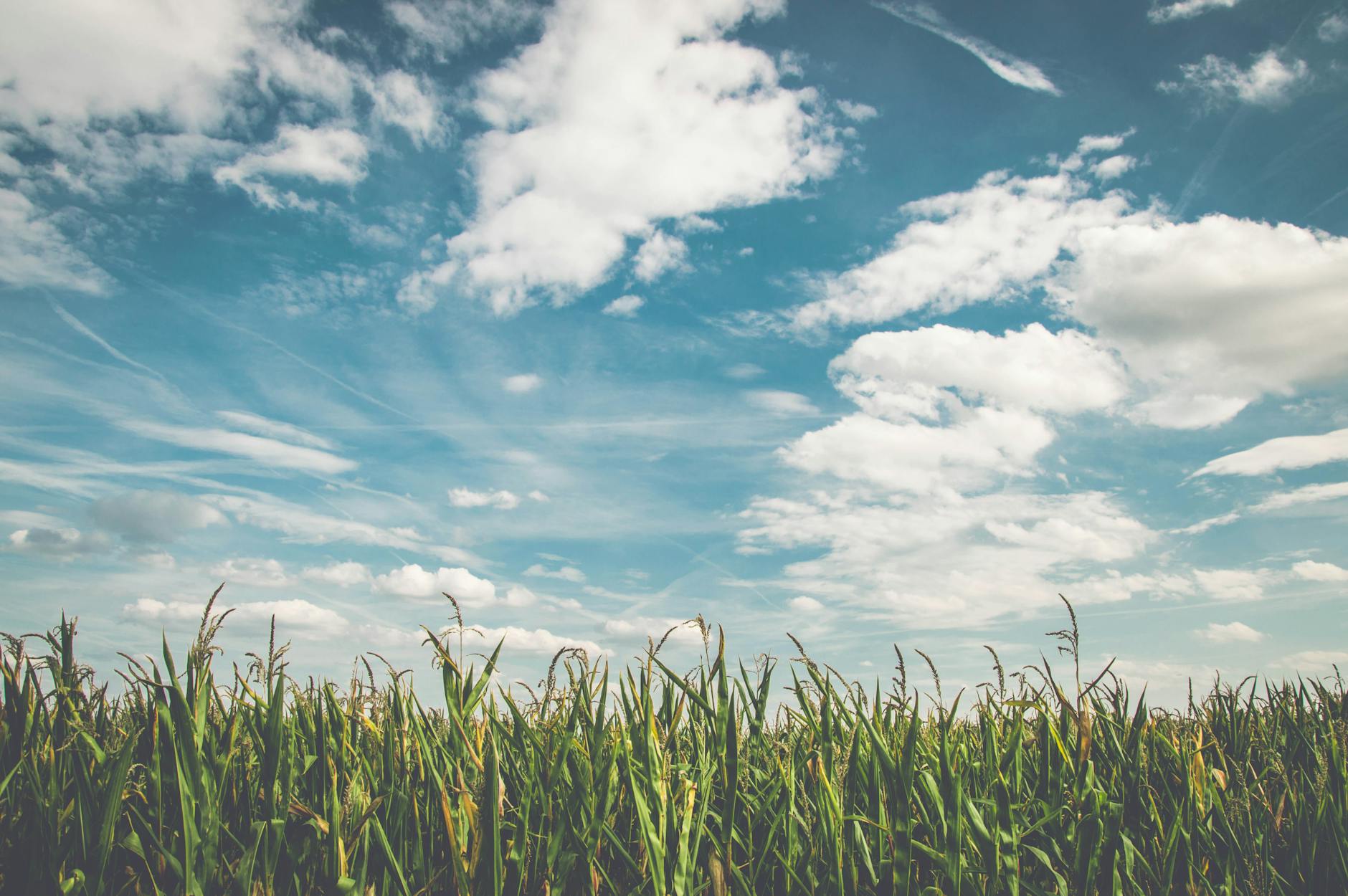 regenerative agriculture corn fields under white clouds with blue sky during daytime