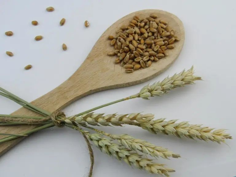 brown wooden spoon with brown wheat grains