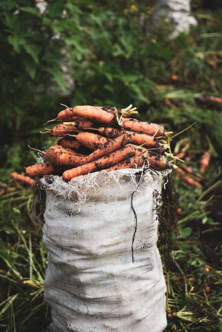 a bag of freshly collected carrots