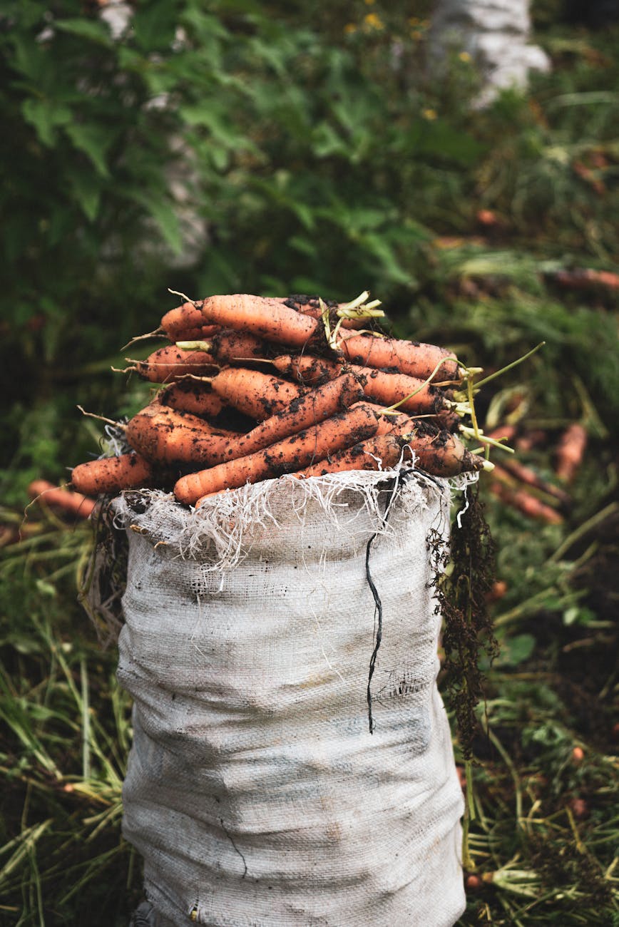 a bag of freshly collected carrots