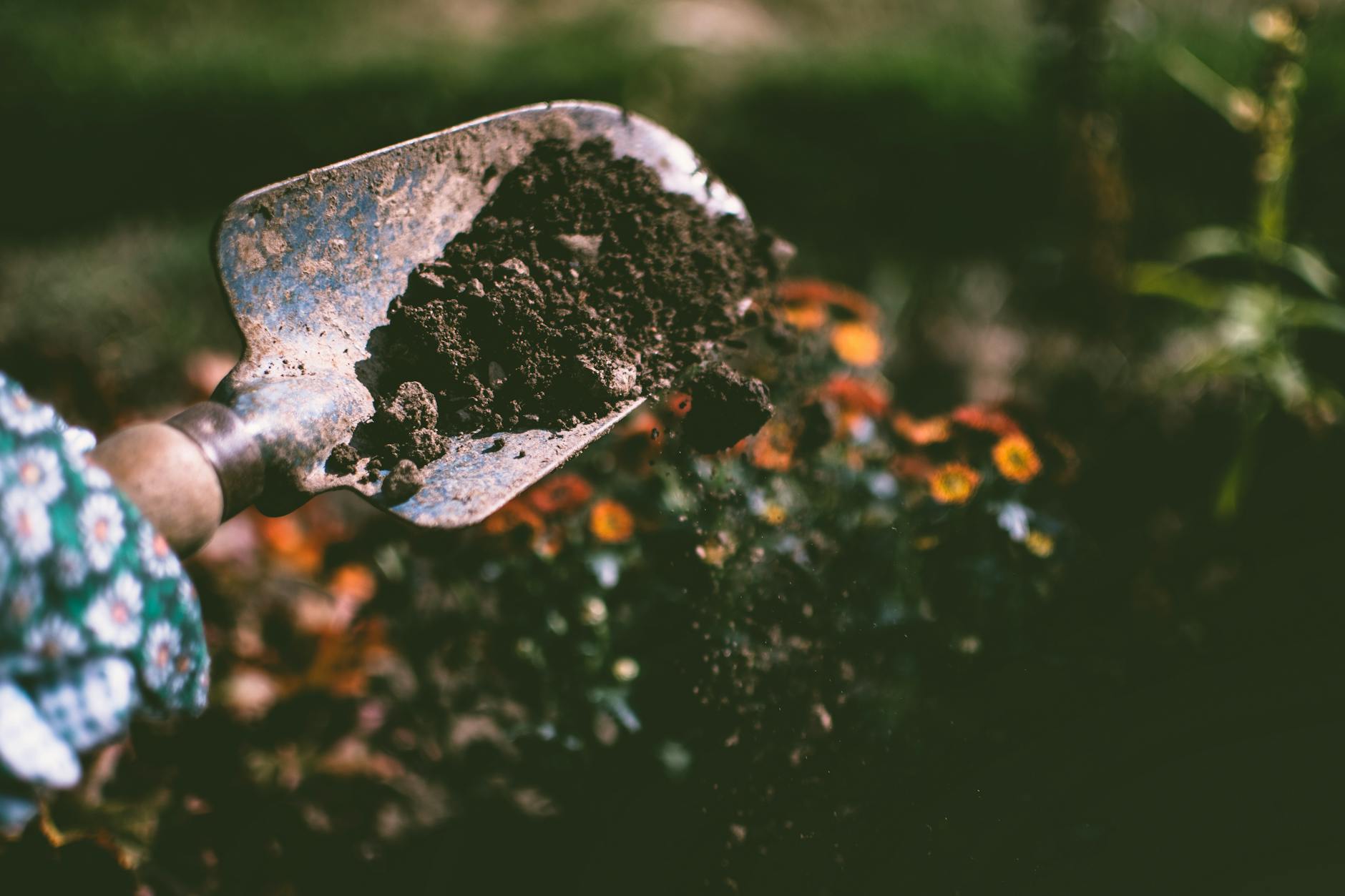 person digging on soil using garden shovel that has organic matter