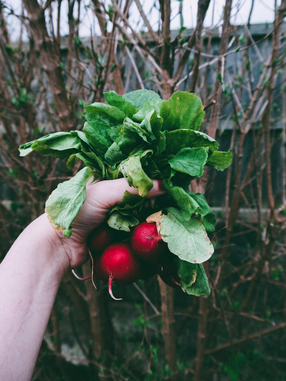 person holding a red radish plant freshly pulled out of soil shows the importance of organic matter in the soil