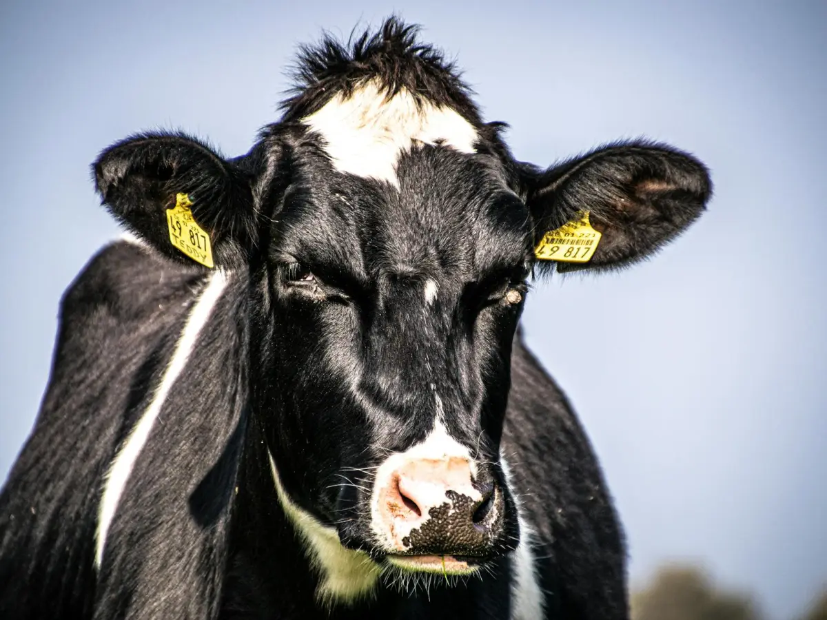 Top 12 Worst Foods For the Environment 