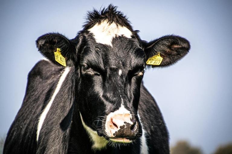 close up photo of cow