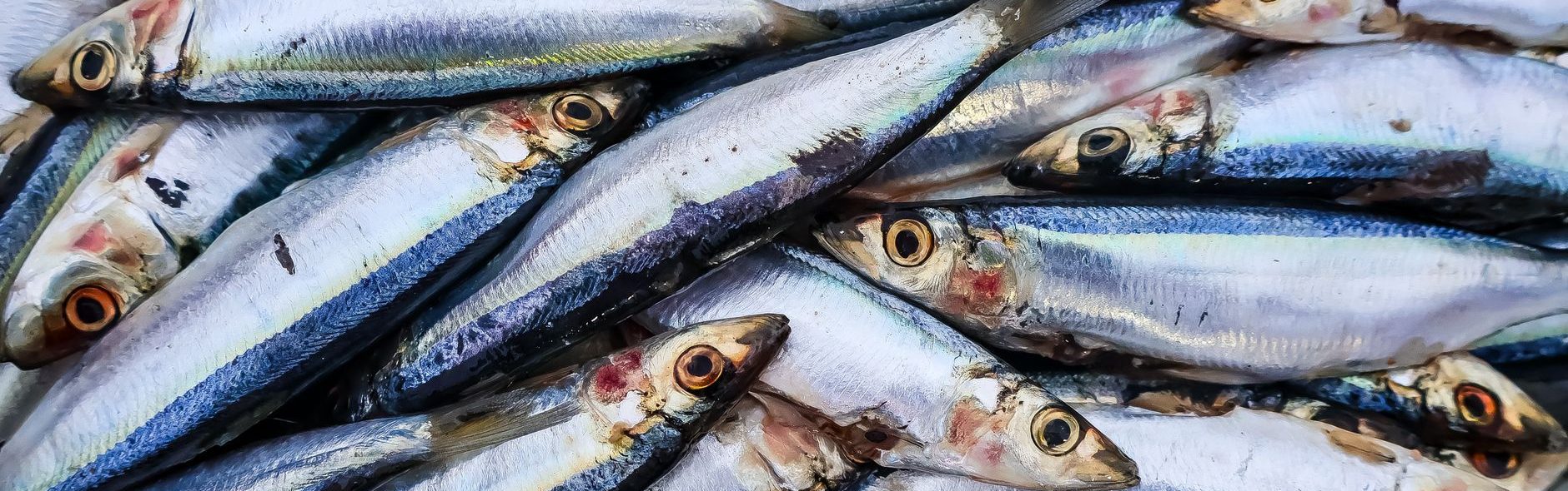 fresh sardines stacked in market display